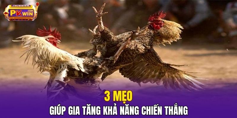 Đá Gà Campuchia – Đỉnh Cao Giải Trí Và Cá Cược Tại PKWIN 4 3 mẹo giúp gia tăng khả năng chiến thắng