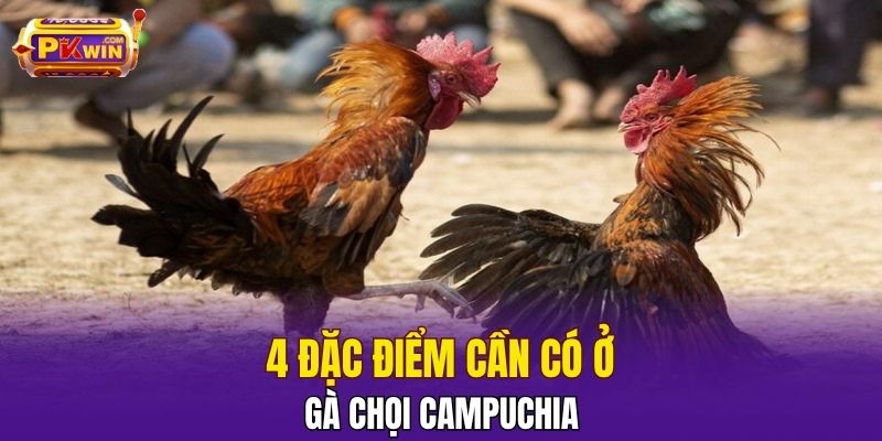 Đá Gà Campuchia – Đỉnh Cao Giải Trí Và Cá Cược Tại PKWIN 3 4 đặc điểm cần có ở gà chọi Campuchia