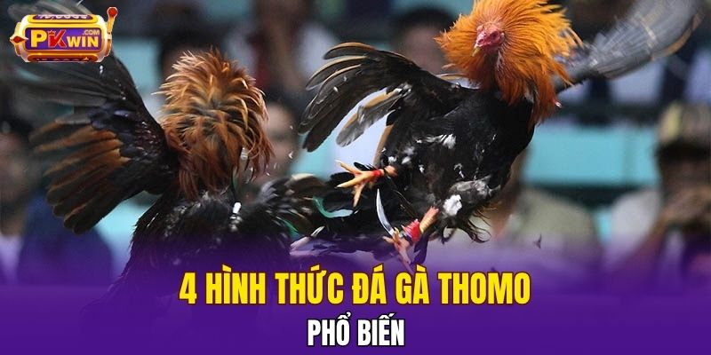 4 hình thức đá gà Thomo phổ biến
