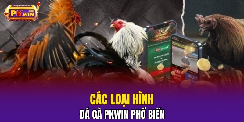 Các loại hình đá gà PKWIN phổ biến