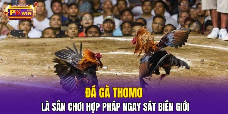 Đá gà Thomo là sân chơi hợp pháp ngay sát biên giới