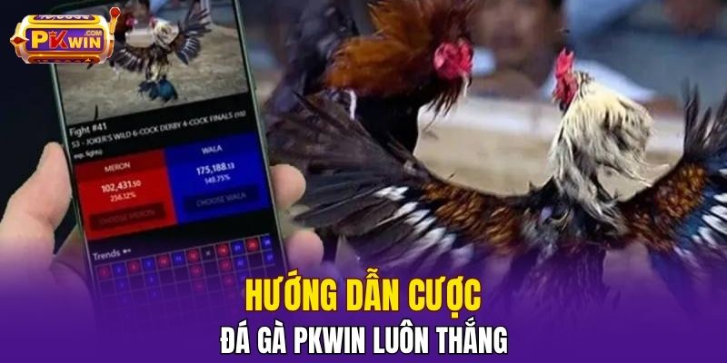 Hướng dẫn cược đá gà PKWIN luôn thắng