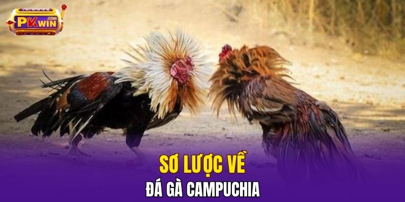 Đá Gà Campuchia – Đỉnh Cao Giải Trí Và Cá Cược Tại PKWIN 2 Sơ lược về đá gà Campuchia