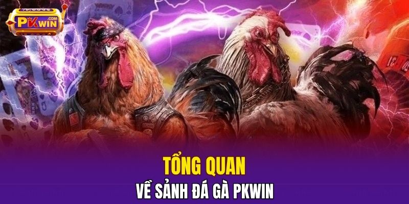 Tổng quan về sảnh đá gà PKWIN